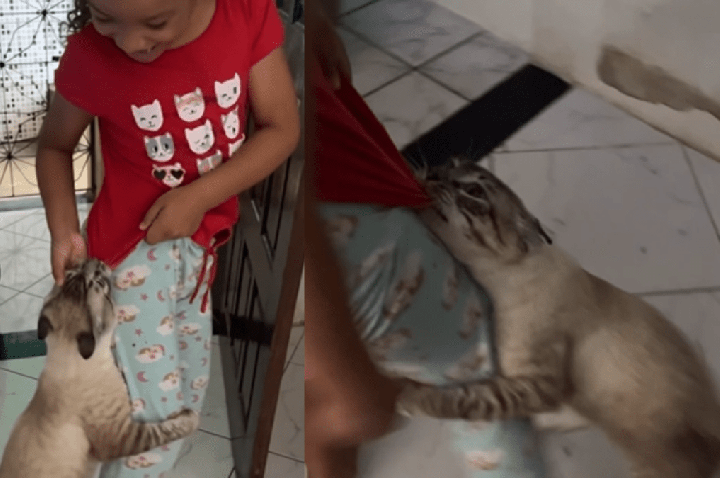 Gato aguarda o melhor momento para dar o “bote” em criança durante brincadeira; veja vídeo