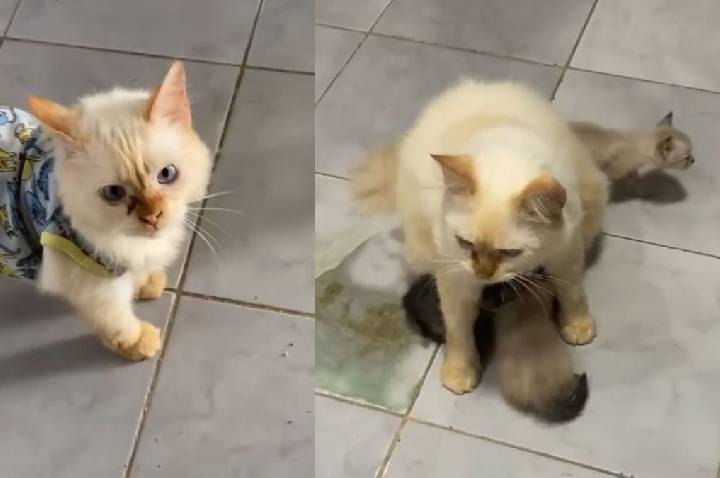 Gato que cuidava de filhotes órfãos em abrigo é adotado, mas adoece de saud