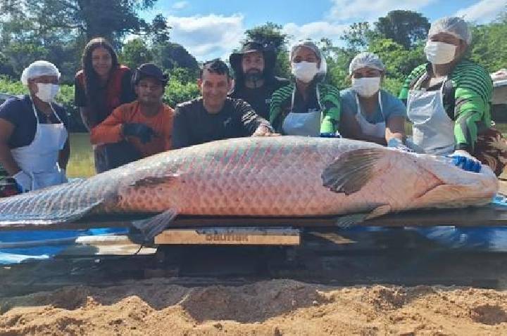 Gigante Pirarucu é Pescado em Costa Marques, Rondônia