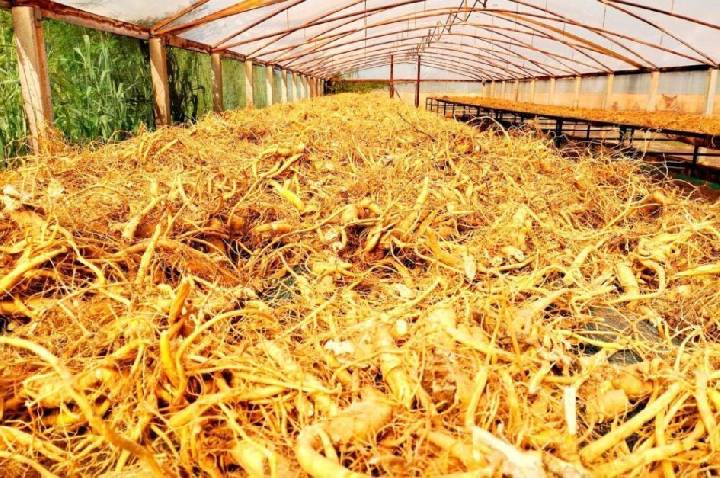 Ginseng de Querência do Norte conquista Indicação Geográfica inédita