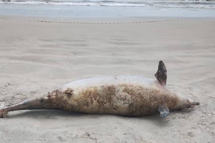 Golfinho de mais de 200 kg e 3 metros é encontrado morto no litoral de SP