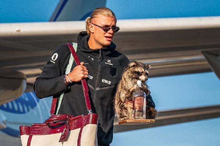 Guaxinim do Haaland: entenda se pode andar com animal empalhado no Brasil