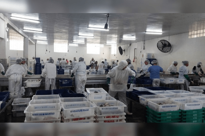 Ibama apreende 104 toneladas de pesca ilegal no Rio Grande do Sul