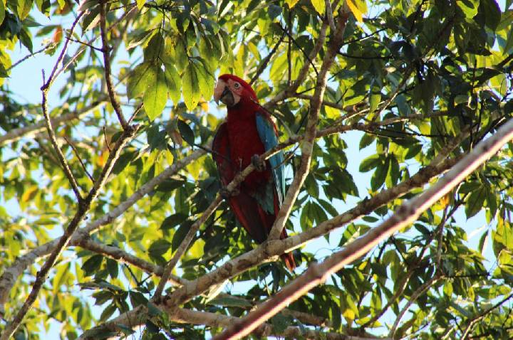 Ibama registra primeiros filhotes de Arara-vermelha-grande após extinção
