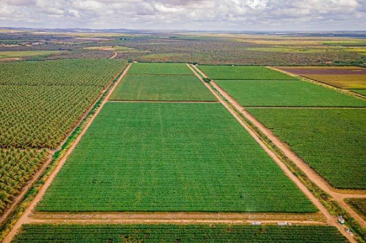 Leilões de fazendas confiscadas disparam à medida que dívida rural cresce
