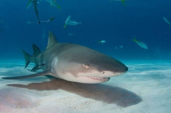 Lista de espécies marinhas ameaçadas no Brasil é atualizada