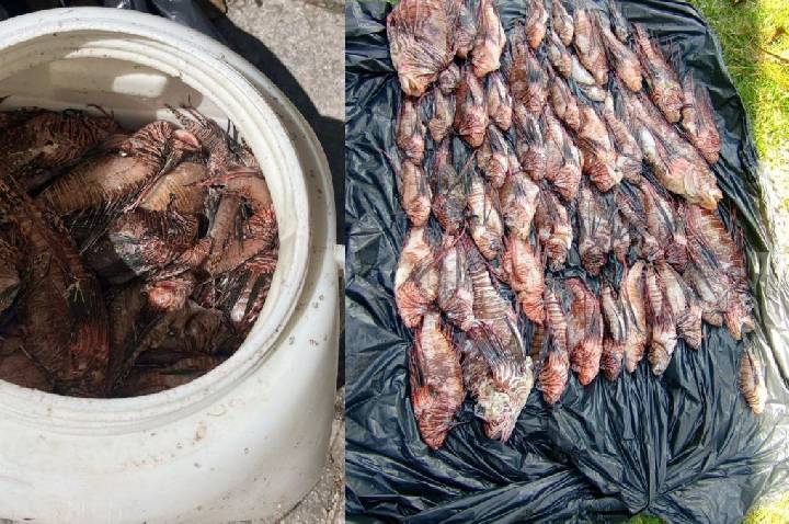 Mais de 400 peixes-leão capturados em Porto Seguro; predador ameaça espécies nativas