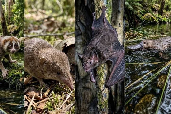 Mamíferos venenosos: conheça espécies que desafiam “lógica natural”