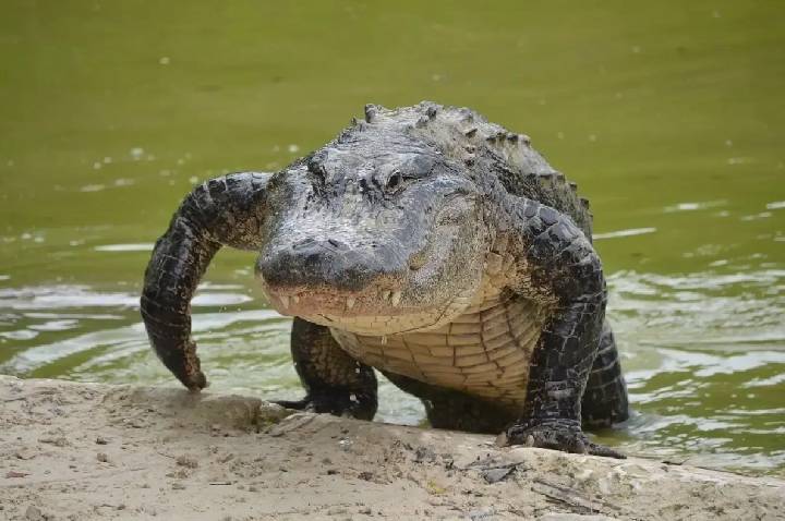 Menino de 11 anos tem mão amputada após ataque de jacaré nos EUA