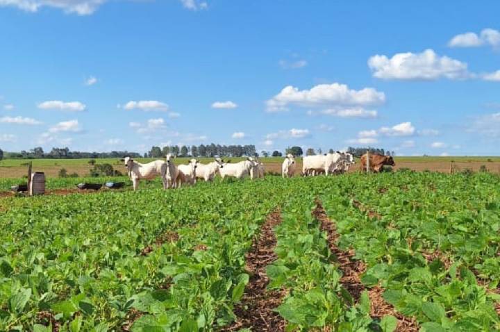 Mercado de carbono amplia procura por inventários em propriedades rurais