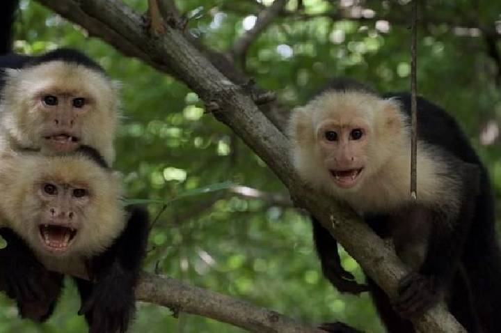 Mudanças climáticas estão alterando “amizades” de macacos, mostra estudo