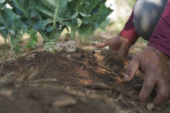 Mulheres, mudanças climáticas e seguro: conheça as prioridades do Pronaf