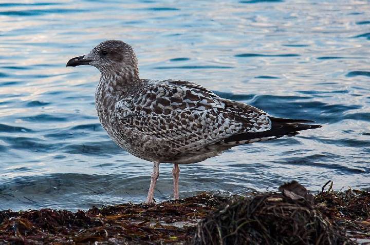 Nova Zelândia registra primeiro caso de gripe aviária H5N1