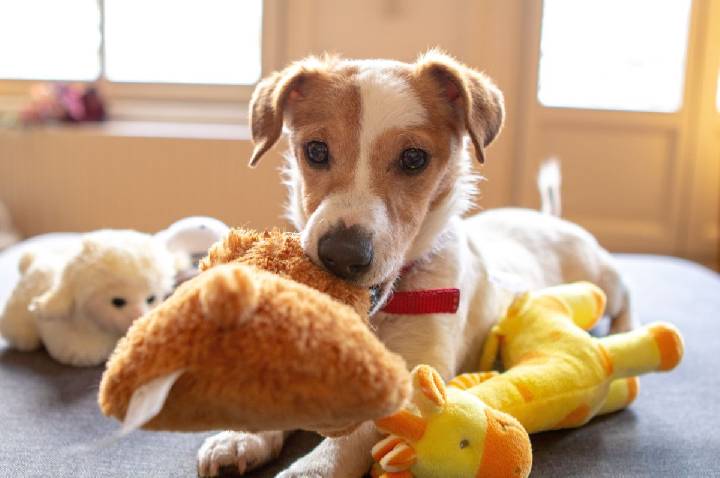 O que muda para os pets durante as férias escolares