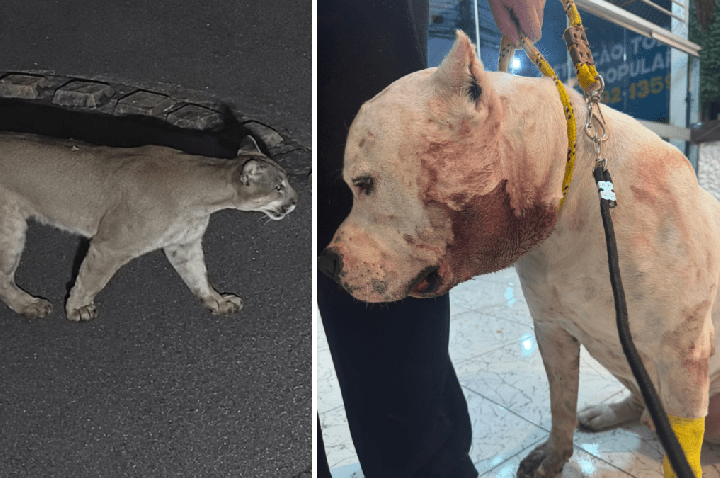 Onça-parda invade condomínio e ataca pitbull na zona Norte de SP