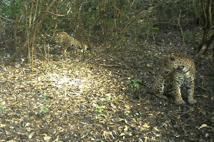 Onças formam casal inesperado em Parque Nacional do Iguaçu