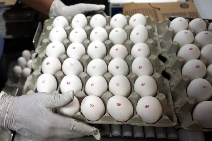 Ovos processados têm melhor resultado desde 2006 nas exportações