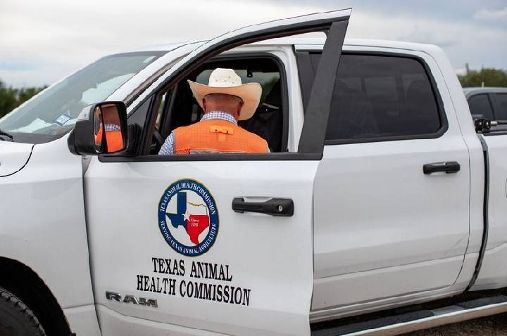 Pecuaristas do Texas estão em alerta após a detecção de parasita em bezerro