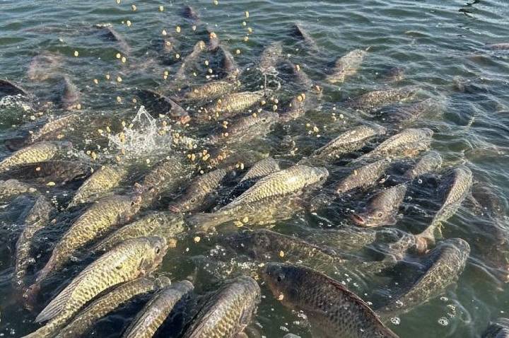 Peixe BR contesta inclusão da piscicultura em suspensão da União Europeia
