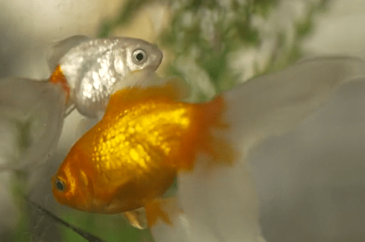 Peixes são resgatados de restaurante na Argentina após decisão judicial