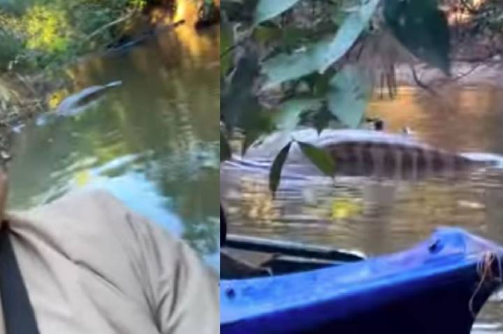 Pescador encontra sucuri gigante descansando de barriga cheia em rio do MS