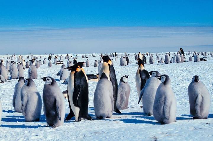 Pinguins-imperadores irão desparecer até 2100: motivo é a transformação do gelo costeiro da Antártida
