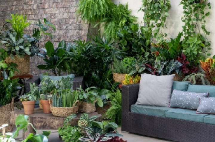 “Plante Ar Puro”: floricultura brasileira explora novo argumento de venda