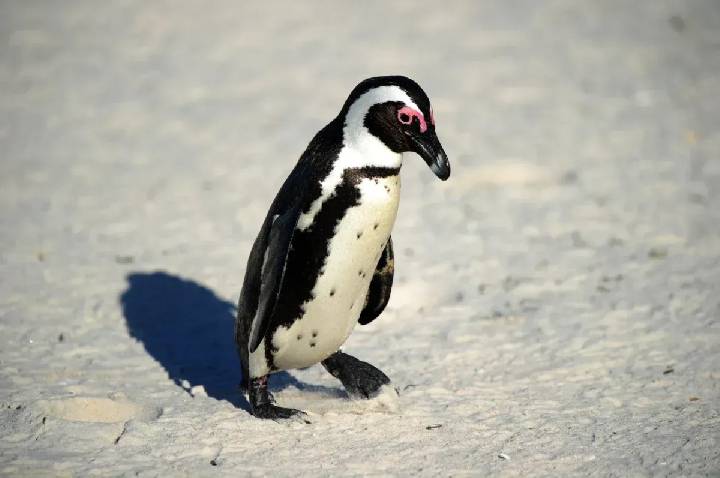 Por que o cocô dos pinguins é rosa? Coloração pode ser vista do espaço e serve para para monitorar a saúde do ecossistema