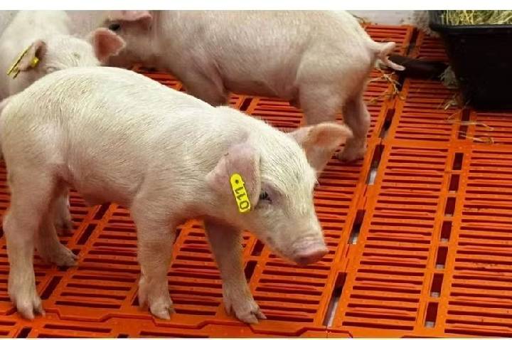 Primeiro clone suíno da América Latina nasce em São Paulo