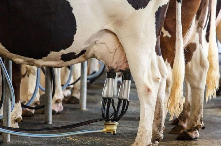 Projeto que restringe compra de leite importado avança no Congresso