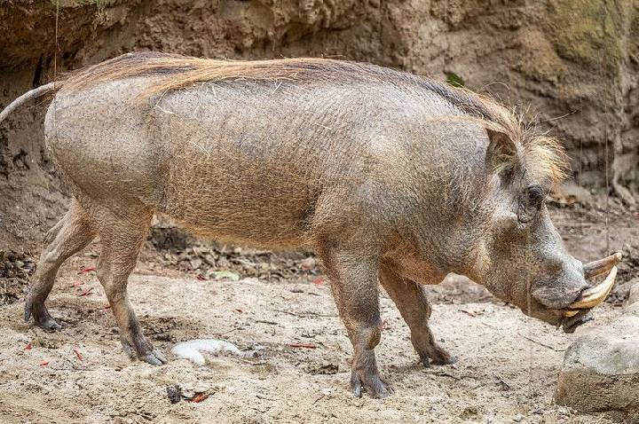 “Pumba” brasileiro tem sessão de pedicure para alinhar os cascos