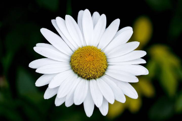 Qual sua flor de aniversário? Conheça a espécie que rege cada mês
