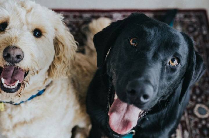 Queda de pelo em cães: quando é normal e quando pode ser problema de saúde