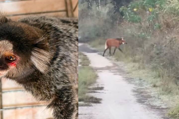 Sagui é resgatado da fauna ferido, debilitado e com fome no Rio de Janeiro