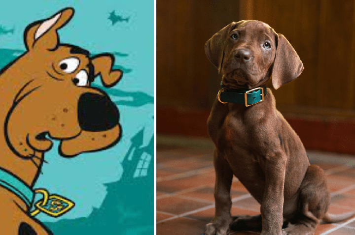 Scooby Doo na vida real: conheça a raça do cão icônico