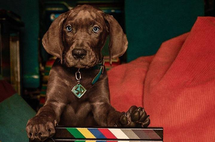 Série “Scooby-Doo: A Origem” tem gravações encerradas, anuncia Netflix