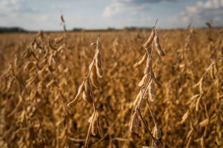 Soja recua em Chicago antes de relatório de oferta e demanda do USDA