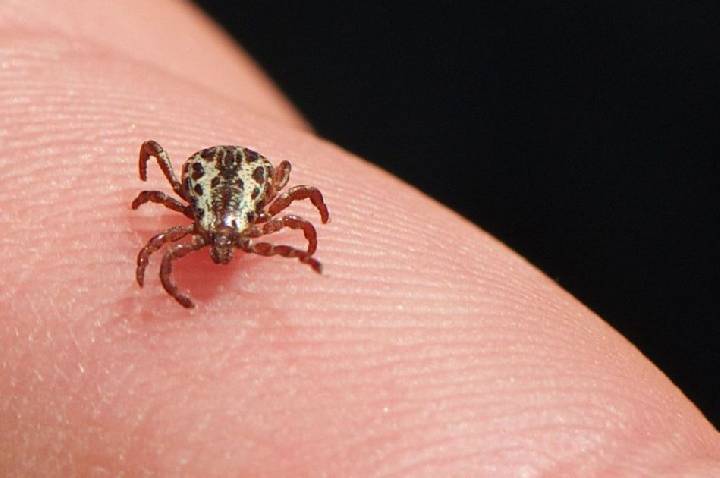 SP registra 17 mortes por febre maculosa em 2026; veja como se prevenir