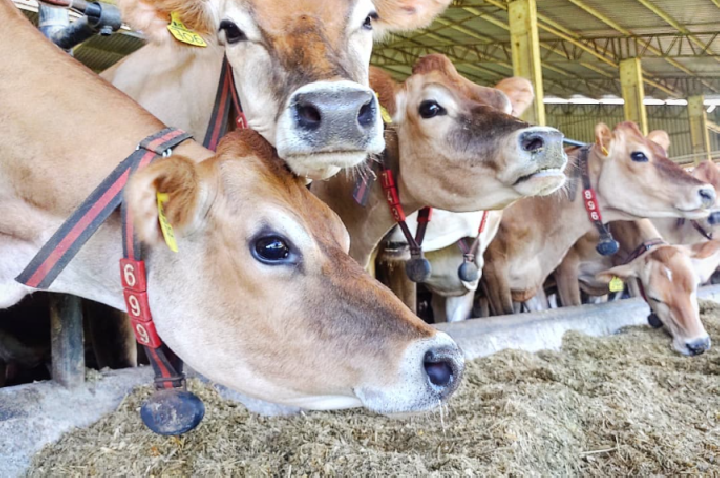 SRB quer análise sobre exclusão de carnes do Brasil na União Europeia
