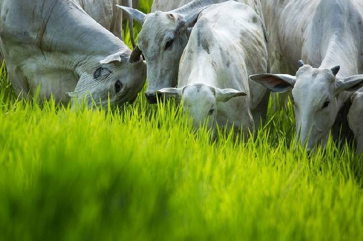 SRB reforça pressão do setor contra exigências da UE sobre antimicrobianos