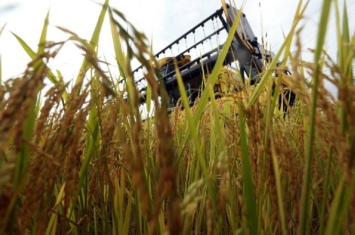 Tarifaço: Arroz, mel e etanol serão taxados por trabalho forçado