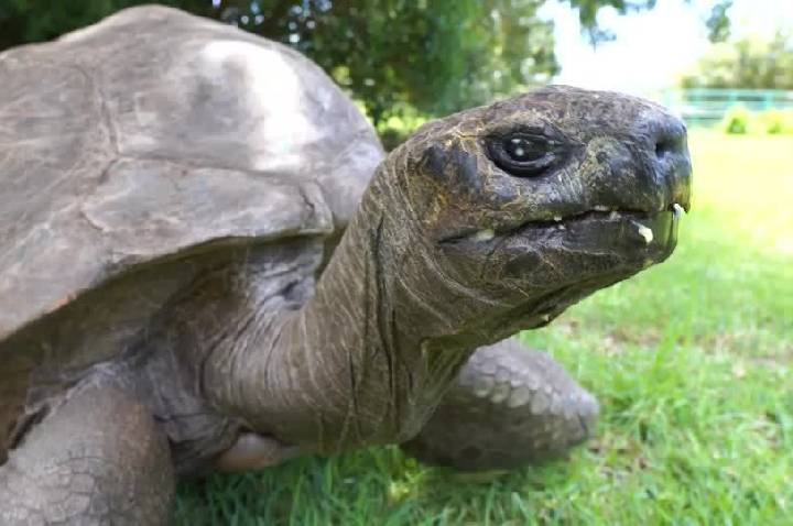 Tartaruga mais velha do mundo é ícone do Guinness World Record