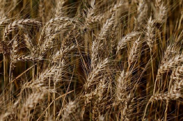 Trigo sobe mais de 4% em Chicago com temor sobre oferta global