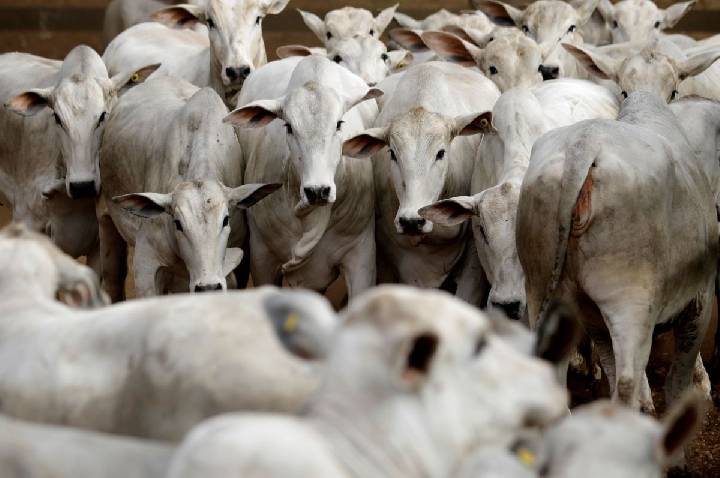 Uso de antimicrobianos em animais deve subir 30% até 2040