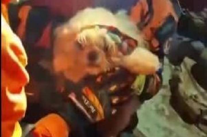 Vídeo: Cachorro é resgatado de escombros na Venezuela dias após terremotos