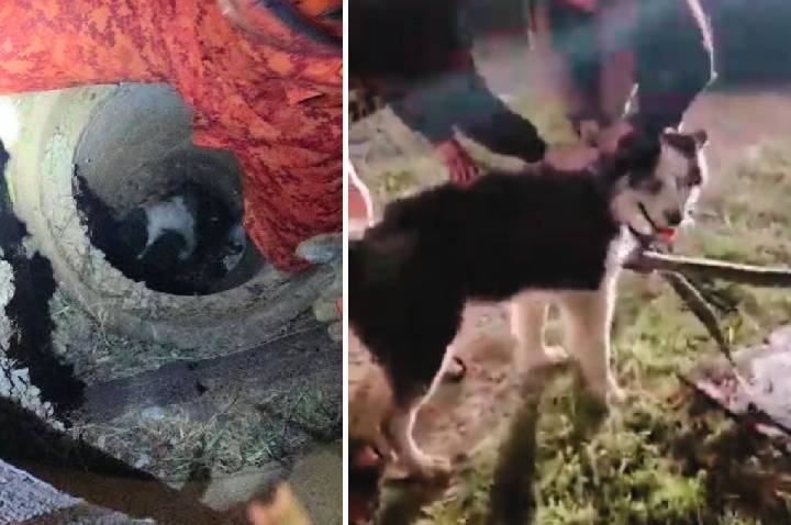Vídeo: Cachorro fica preso em bueiro e é resgatado pelos bombeiros no RJ