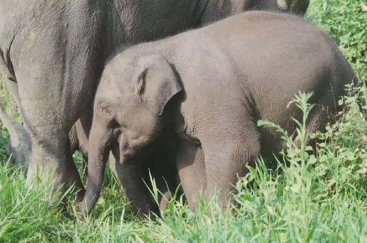 Vídeo: Elefante-asiático nasce com peso recorde na China