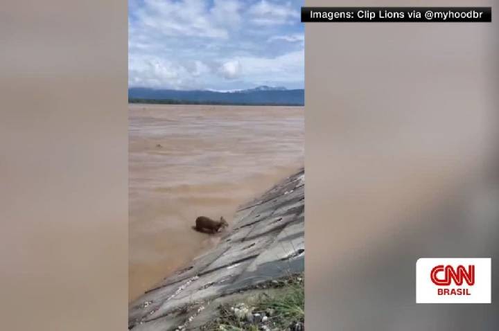 Vídeo: Militares resgatam filhote de cervo em inundação no Nepal