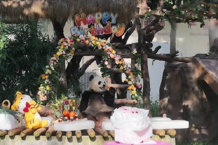 Vídeo: Pandas gêmeos marcam aniversário de 4 anos com bolo gigante na China