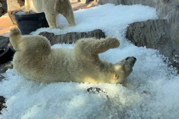 Vídeo: Ursos-polares se refrescam em meio a onda de calor na Tchéquia